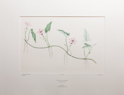 Ipomoea aquatica (Convolvulaceae) - Planche 375, Florilège de Banks, c.1771-84 - Joseph Banks