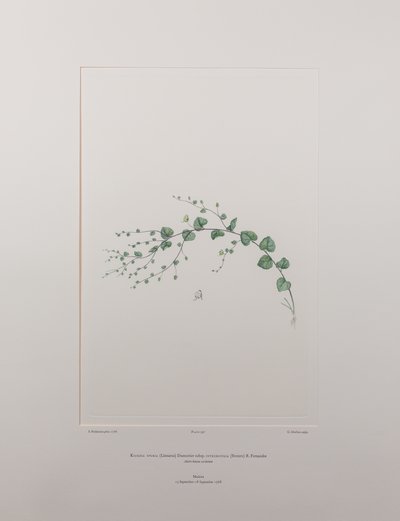 Kicksia spuria subsp. integrifolia (Scrophulariaceae) - Planche 397, Banks
