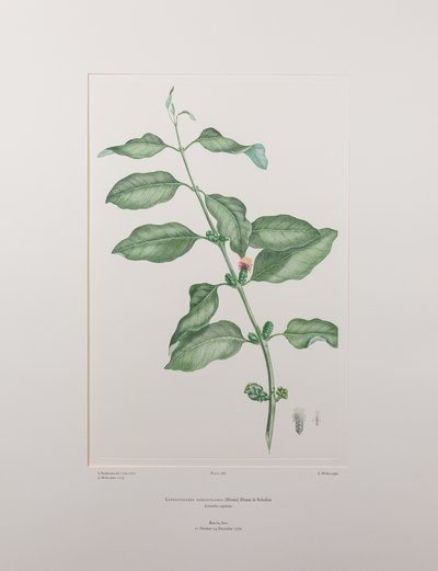 Lepeostegeres geminiflorus (Loranthaceae) - Planche 386, Florilège de Banks, c.1771-84 - Joseph Banks