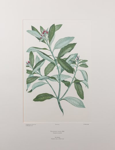Pittosporum ralphii (Pittosporaceae) - Planche 413, Florilège de Banks, vers 1771-84 - Joseph Banks