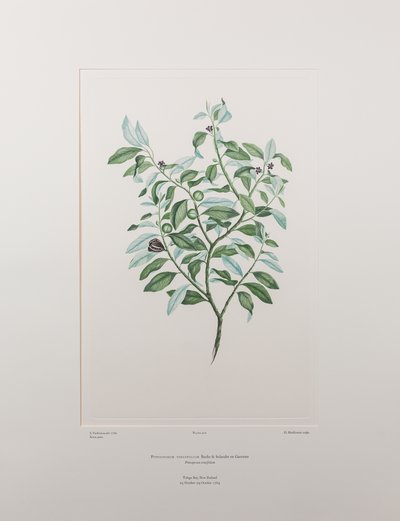 Pittosporum tenuifolium (Pittosporaceae) - Planche 412, Florilège de Banks, vers 1771-84 (gravure sur cuivre sur papier) - Joseph Banks
