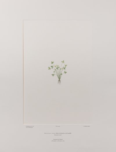Ranunculus acaulis (Ranunculaceae) - Planche 403, Florilège de Banks, c.1771-84 - Joseph Banks