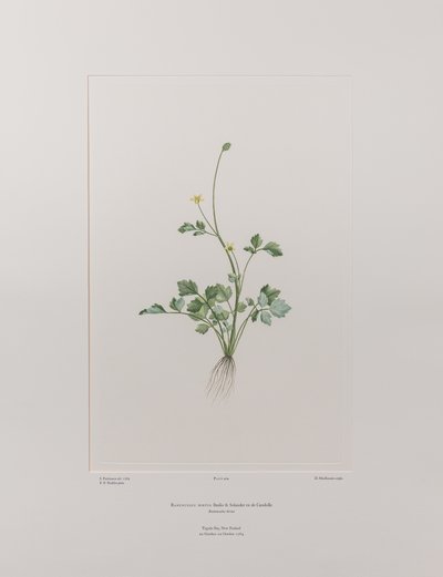 Ranunculus hirtus (Ranunculaceae) - Planche 404, Florilège de Banks, c.1771-84 - Joseph Banks