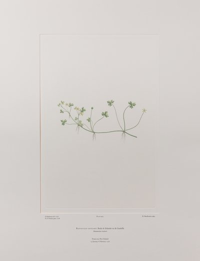 Ranunculus rivularis (Ranunculaceae) - Planche 405, Florilège de Banks, c.1771-84 (gravure sur cuivre sur papier) - Joseph Banks