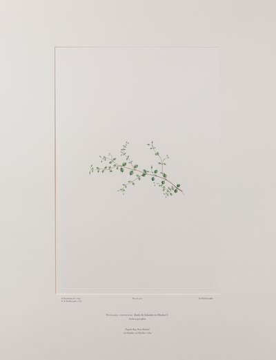 Stellaria parviflora (Caryophyllaceae) - Planche 415, Florilège de Banks, c.1771-84 - Joseph Banks