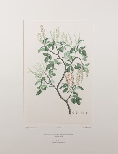 Weinmannia sylvicola (Cunoniaceae) - Planche 436, Florilège de Banks, vers 1771-84 (gravure sur cuivre sur papier) - Joseph Banks