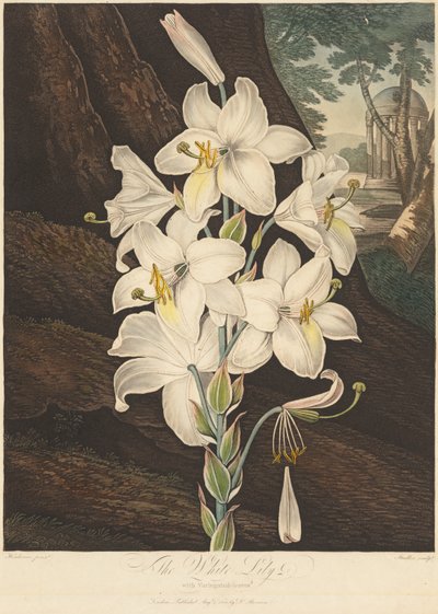 Le Temple de Flora ; ou Jardin de la Nature : Lys blanc à feuilles panachées - Joseph Constantine Stadler