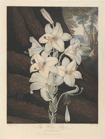 Le lys blanc à feuilles panachées, 1800, de Robert John Thornton, le 
