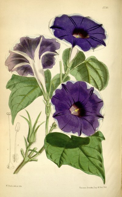 Ipomoea nil, 1868 - Joseph Dalton Hooker