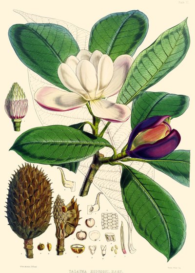 Magnolia hodgsonii, 1855 - Joseph Dalton Hooker