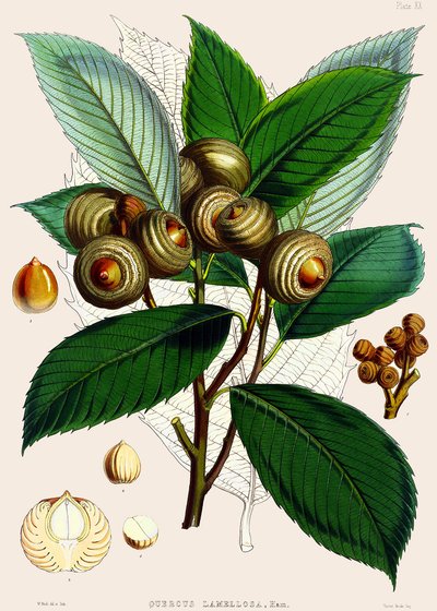 Quercus lamellosa, 1890 - Joseph Dalton Hooker