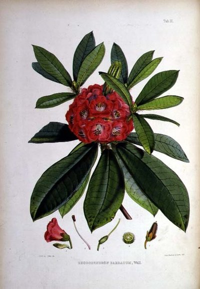 Rhododendron : Barbatum, lithographie de Walter Hood Fitch - Joseph Dalton Hooker