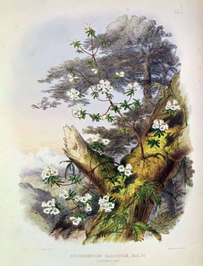 Rhododendron : Dalhousie, dessin de 