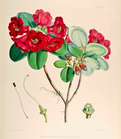 Rhododendron thomsonii, 1895 - Joseph Dalton Hooker