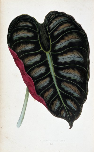 Feuille d