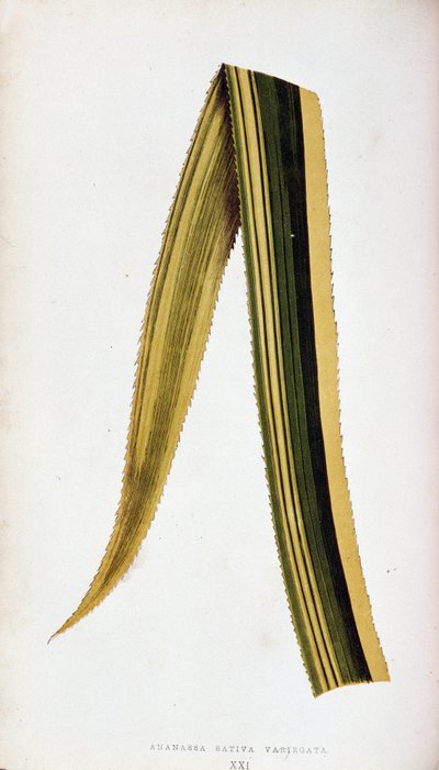Feuille d