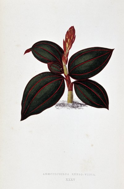 Feuille d