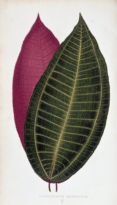 Feuille de Cyanophyllum Magnificum. Tableau botanique dans 