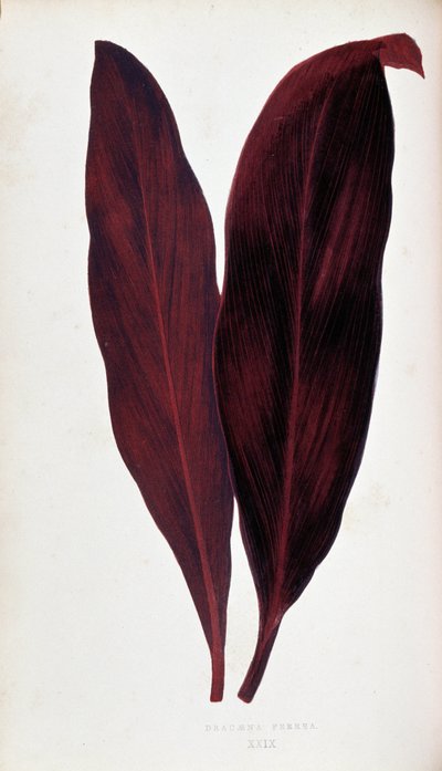 Feuille de Dracaena ferrea dans 