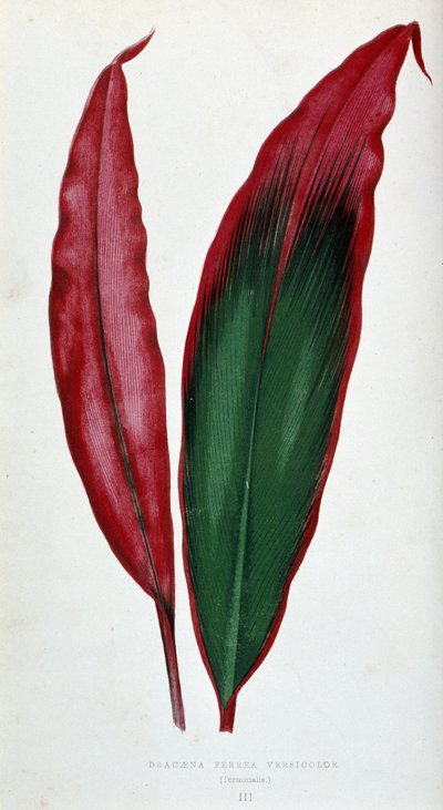 Feuille de Dracaena ferrea versicolor. Tableau botanique dans 