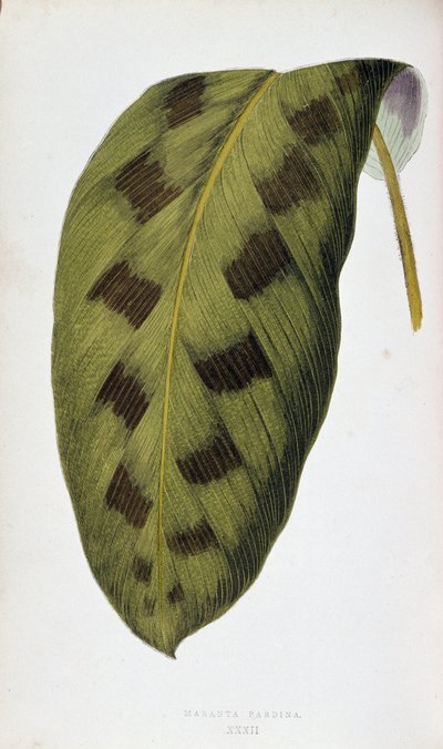Feuille de Maranta Pardina. Tableau botanique dans 
