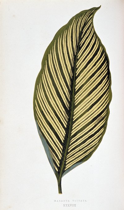 Feuille de Maranta Vittata. Planche botanique dans Plantes à feuillage coloré. Collection des espèces les plus remarquables utilisées pour décorer jardins, serres et appartements, par Edward Joseph Lowe et W. Howard, membres de la Société d