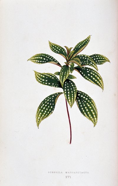 Feuille de Sonerila margaritacea. Planche botanique dans 