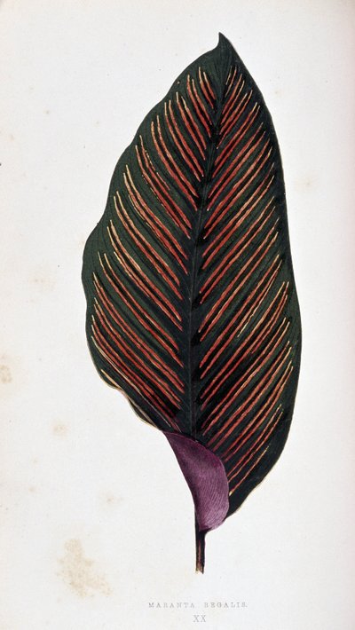 Feuille de Maranta megalis. Tableau botanique dans 