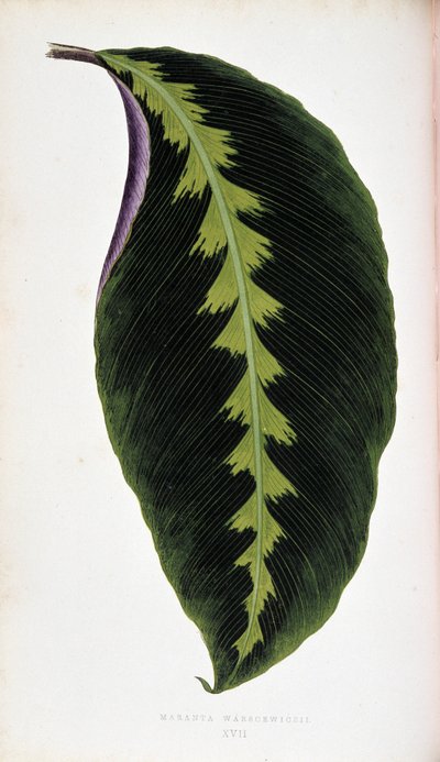 Feuille de Maranta warscewiczil. Planche botanique dans « Plantes à feuillage coloré » - Joseph Edward and Howard W Lowe