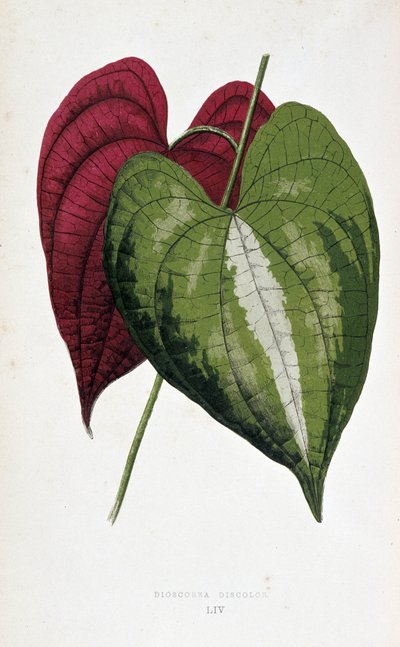 Feuilles de yam en 2 couleurs (Dioscorea discolor). Tableau botanique dans 
