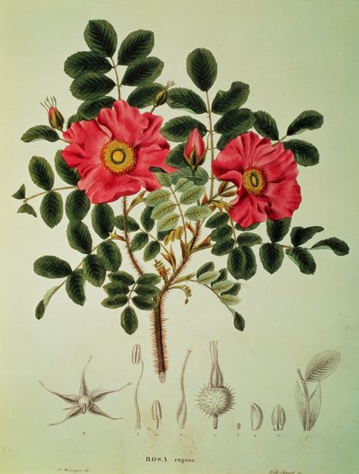 Rosa rugosa, de 