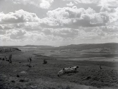 Un petit troupeau de mouflons à cornes à Scout Scar - Joseph Hardman