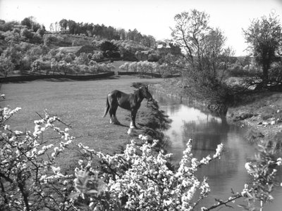 Fleur au premier plan avec un cheval près d