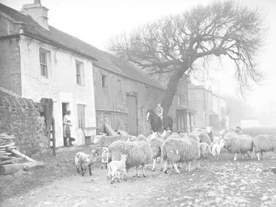 Troupeau de moutons et d