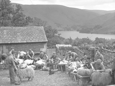 Hommes tondant des moutons sur des bancs - Joseph Hardman