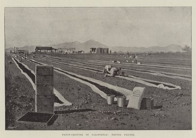 Culture Fruitière en Californie, séchage des Prunes - Joseph Holland Tringham