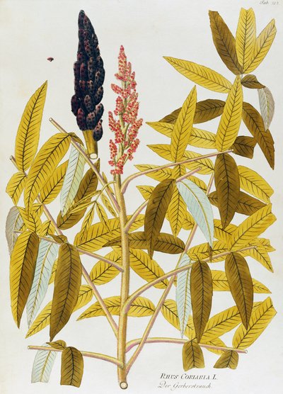 Sumac à feuilles d