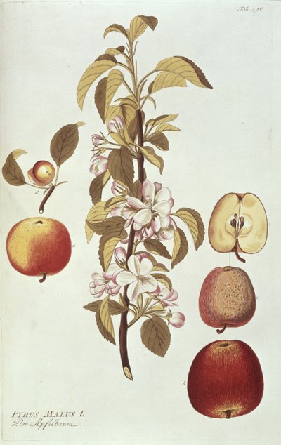 Pyrus Malus - Joseph Jacob Plenck