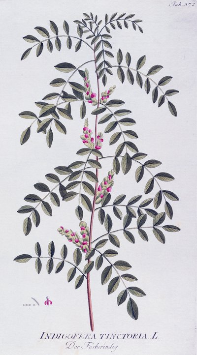 Indigo vrai (Indigofera tinctoria), d