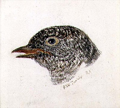 Coucou, du Livre des Oiseaux de Farnley, c.1816 - Joseph Mallord William Turner