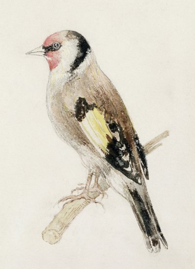 Chardonneret, du Livre des oiseaux de Farnley, c.1816 - Joseph Mallord William Turner