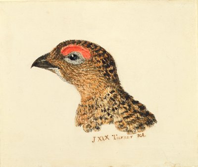 Tête de grouse, du Livre des oiseaux de Farnley, c.1816 - Joseph Mallord William Turner