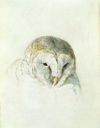Chouette effraie, du Livre des oiseaux de Farnley - Joseph Mallord William Turner