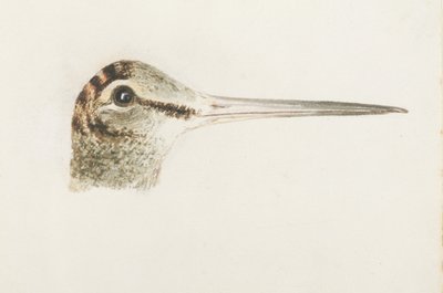 Bécasse, du Livre des oiseaux de Farnley, c.1816 - Joseph Mallord William Turner