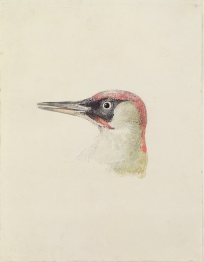 Pic, du Livre des oiseaux de Farnley, c.1816 - Joseph Mallord William Turner