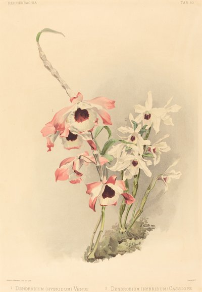 Dendrobium (Hybridium) Vénus et Dendrobium (Hybridium) Cassiope - Joseph Mansell after Henry George Moon