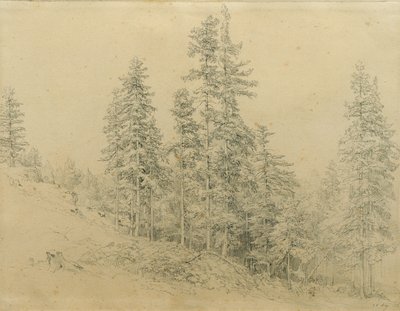 Sapin noble - Joseph Martin Höger