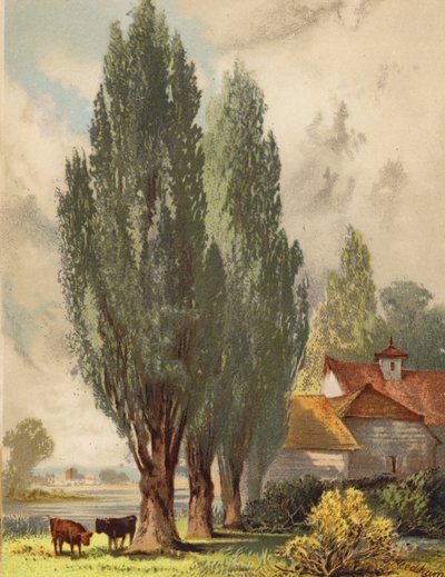 Peupliers de Lombardie, scène anglaise (litho en couleur) - Joseph Needham