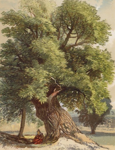 Vieux châtaignier (litho en couleur) - Joseph Needham