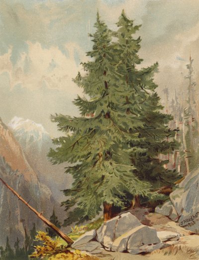 Le Mélèze, Scène Alpine - Joseph Needham